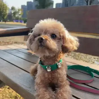 aplicação de coleiras para cães